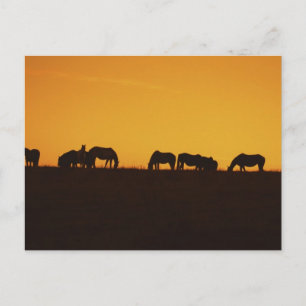 Horses Sunset Silhouettes Postcard