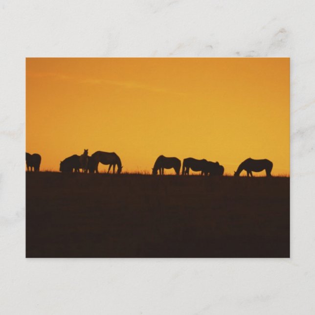 Horses Sunset Silhouettes Postcard (Front)