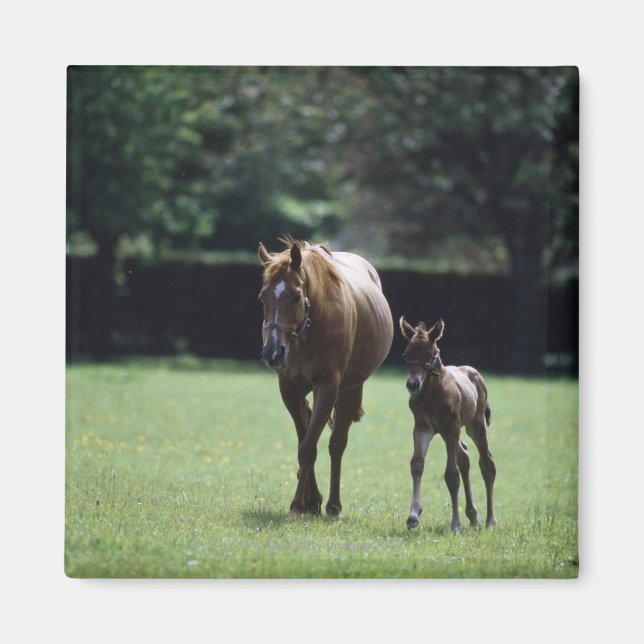 Horses - Thoroughbred, Mare And Foal, Magnet (Front)