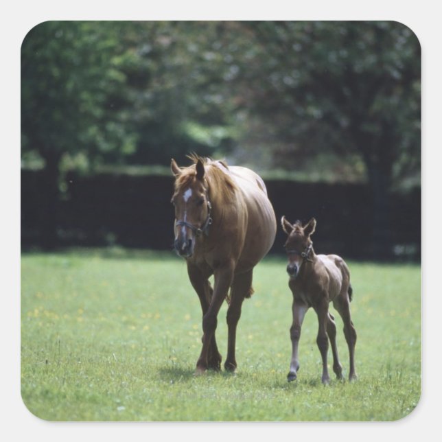 Horses - Thoroughbred, Mare And Foal, Square Sticker (Front)