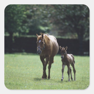 Horses - Thoroughbred, Mare And Foal, Square Sticker