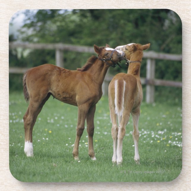 Horses - Thoroughbreds, Foals, Coaster (Front)