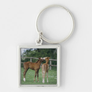 Horses - Thoroughbreds, Foals, Key Ring