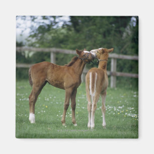 Horses - Thoroughbreds, Foals, Magnet