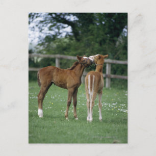 Horses - Thoroughbreds, Foals, Postcard