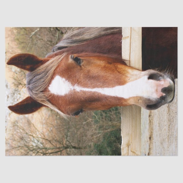 HORSES TISSUE PAPER (Front)