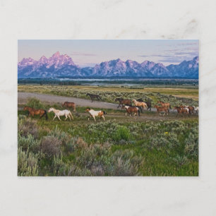 Horses Walk Postcard