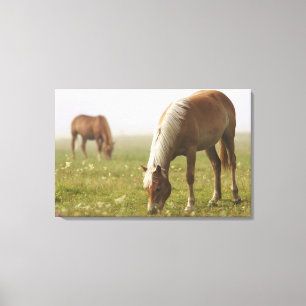 horses wildflower meadow morning mist Piano Canvas Print
