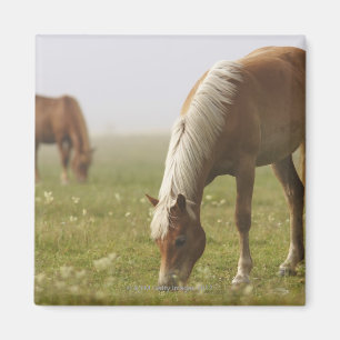 horses wildflower meadow morning mist Piano Magnet