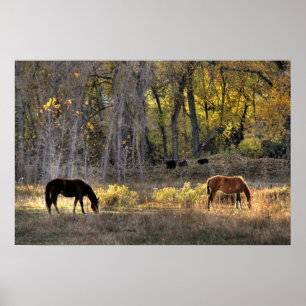Horses with Bears in Background Photo Poster
