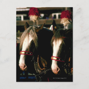 Horses with headdresses postcard