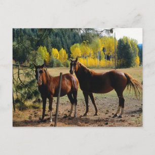 Horses with Yellow Trees Postcard