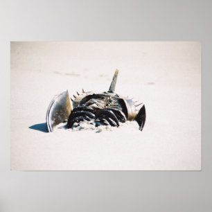 Horseshoe carb poster