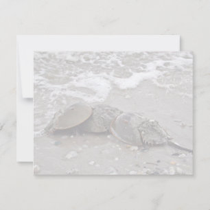 Horseshoe Crab