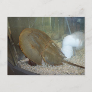 Horseshoe Crab, #1 Postcard