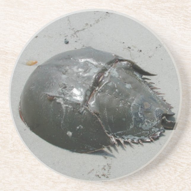 Horseshoe crab coaster (Front)