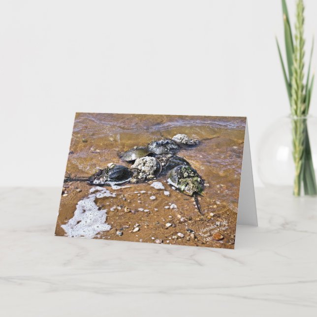 Horseshoe Crab Greeting Card - Inside Blank (Front)
