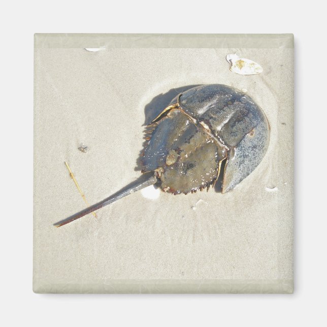 Horseshoe Crab Magnet (Front)