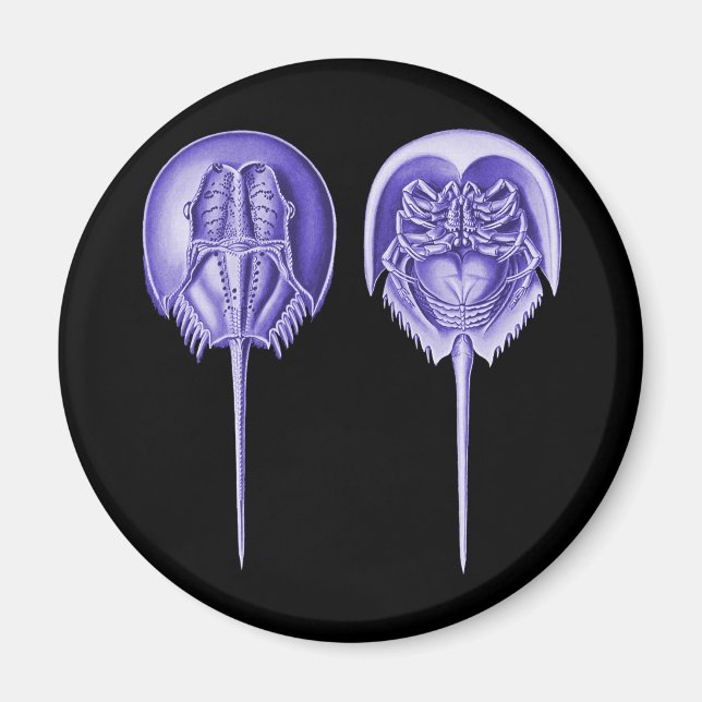 Horseshoe Crab Magnet (Front)