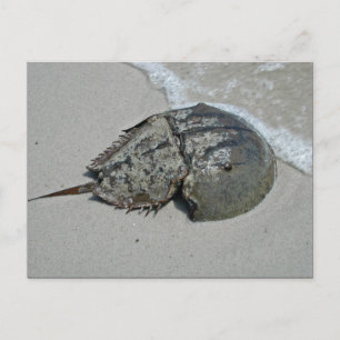 Horseshoe Crab - male Postcard