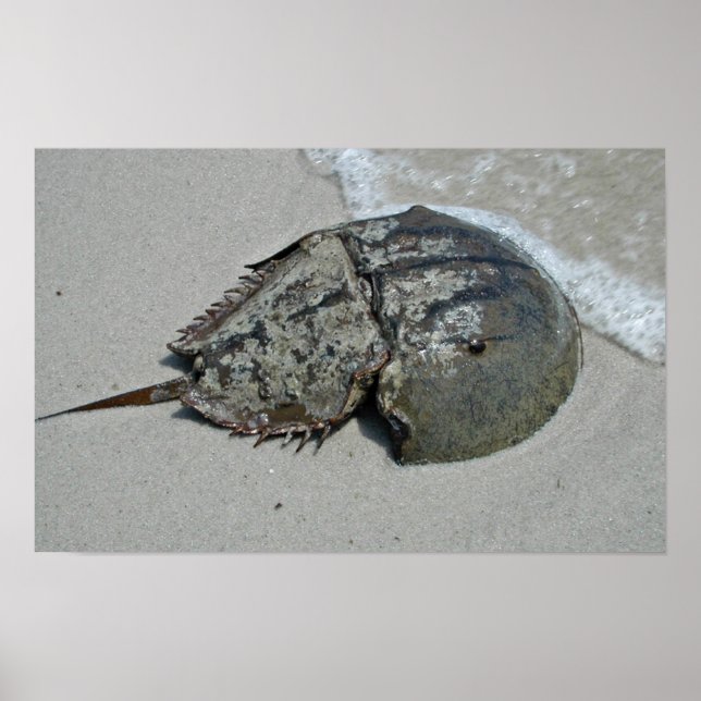 Horseshoe Crab - male Poster (Front)