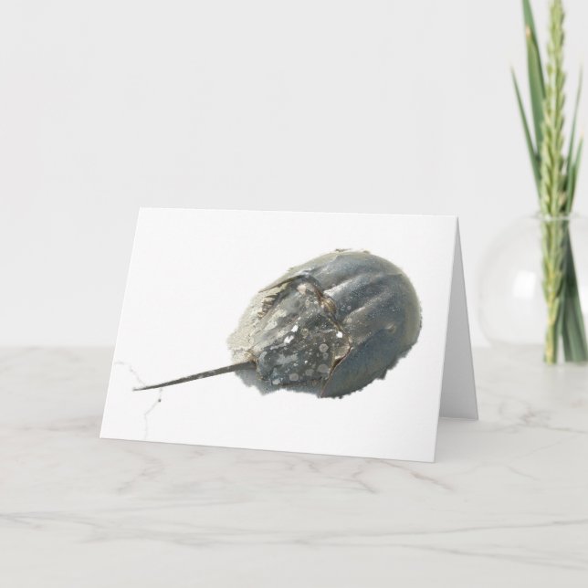 Horseshoe Crab Note Card (Front)