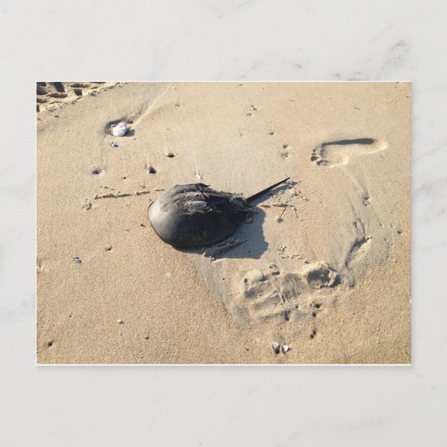 horseshoe crab postcard (Front)
