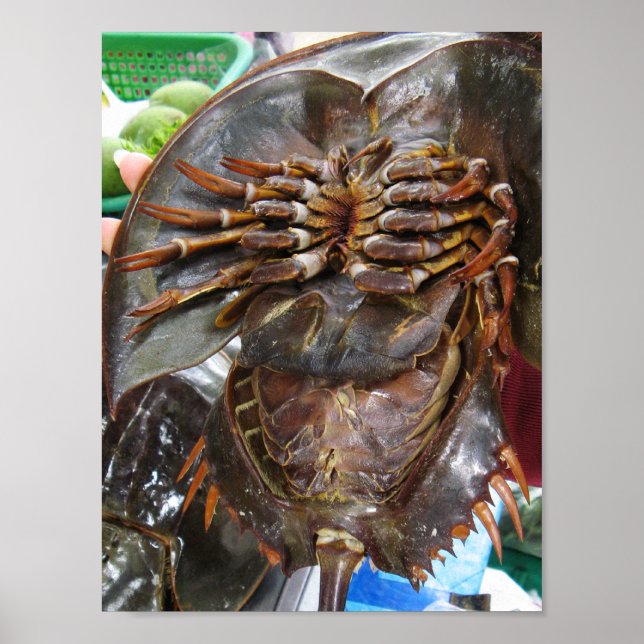 Horseshoe Crab ... Thai Asian Street Food Poster (Front)