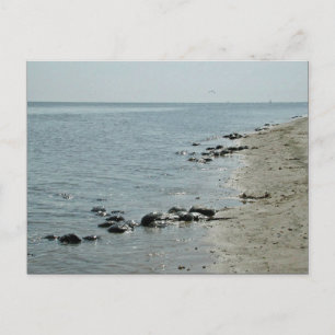 Horseshoe Crabs along beach Postcard