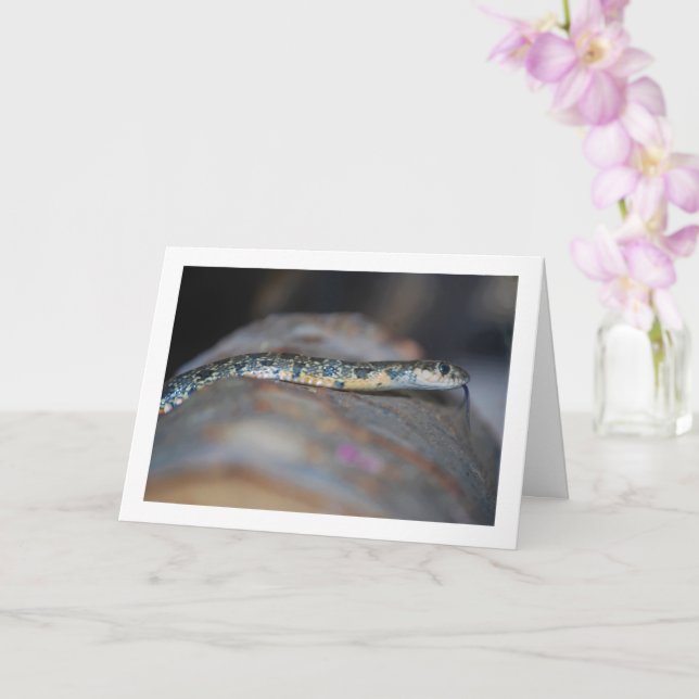 Horseshoe Whip Snake Card (Orchid)