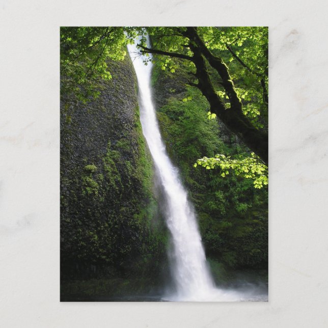 HorseTail Falls Postcard (Front)