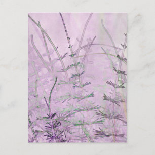 Horsetail Grass/Stems Postcard