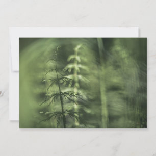 Horsetail Nature Photo Card
