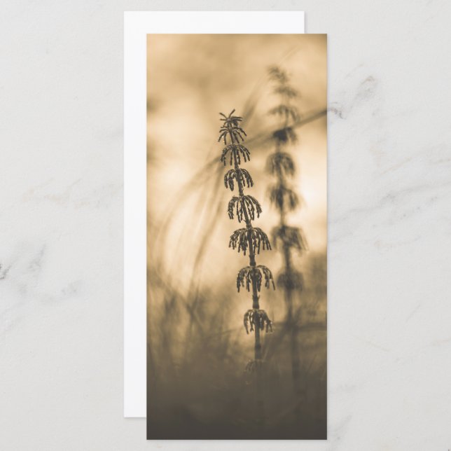 Horsetail Nature Photo Card (Front/Back)
