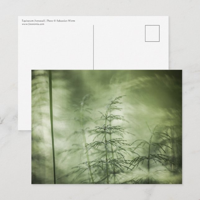 Horsetail Nature Photo Postcard (Front/Back)