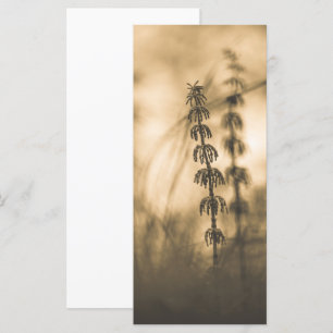 Horsetail Sepia Photograph Card