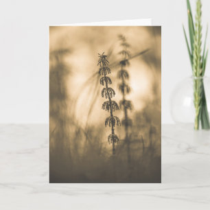 Horsetail Sepia Photograph Card