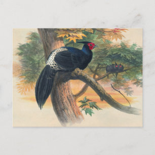 Horsfield's Kaleege by Joseph Wolf Postcard