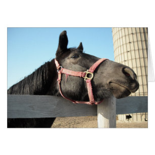 Horsing Around