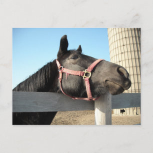 Horsing Around Postcard
