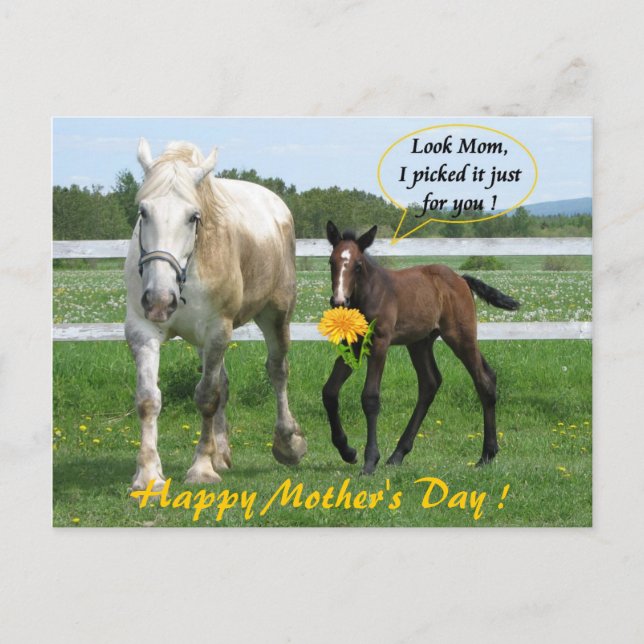 Horsy Mother's Day Postcard (Front)