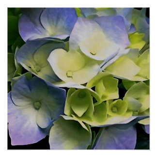 Hortensia Blossom Botanical Art Blue And Yellow Poster