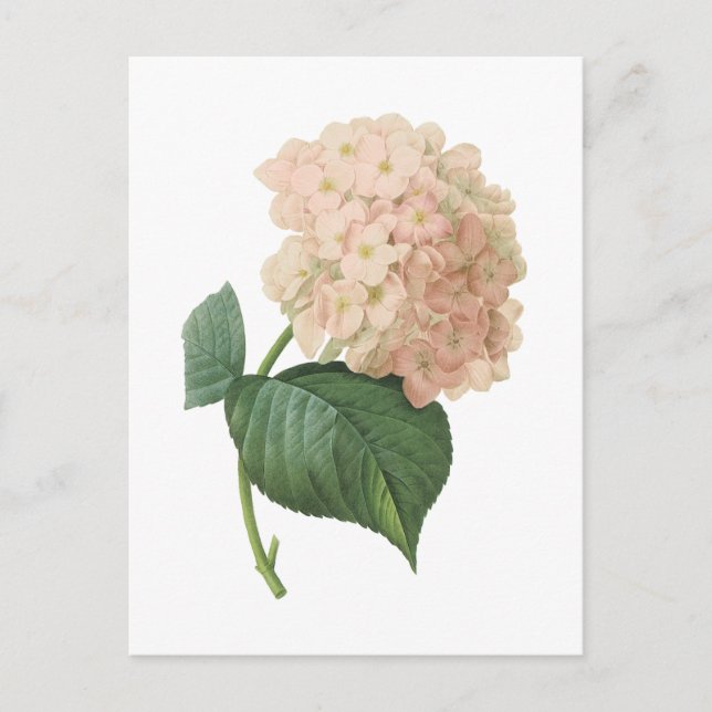hortensia(Hydrangea sp.) by Redouté Postcard (Front)