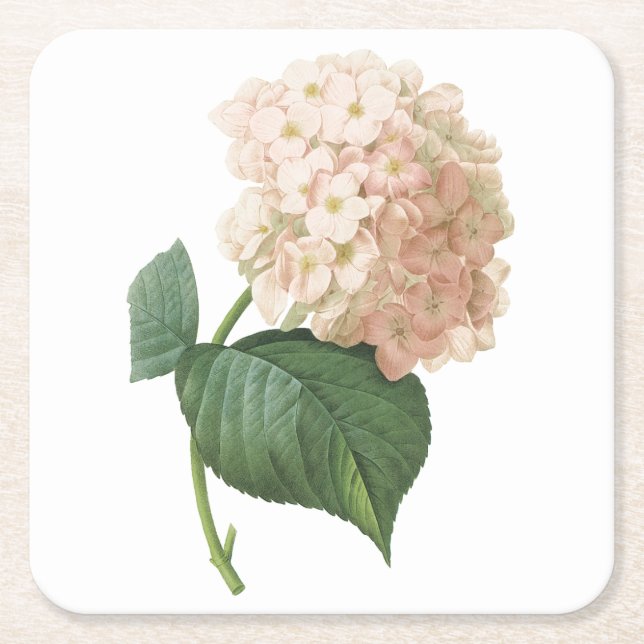 hortensia(Hydrangea sp.) by Redouté Square Paper Coaster (Front)