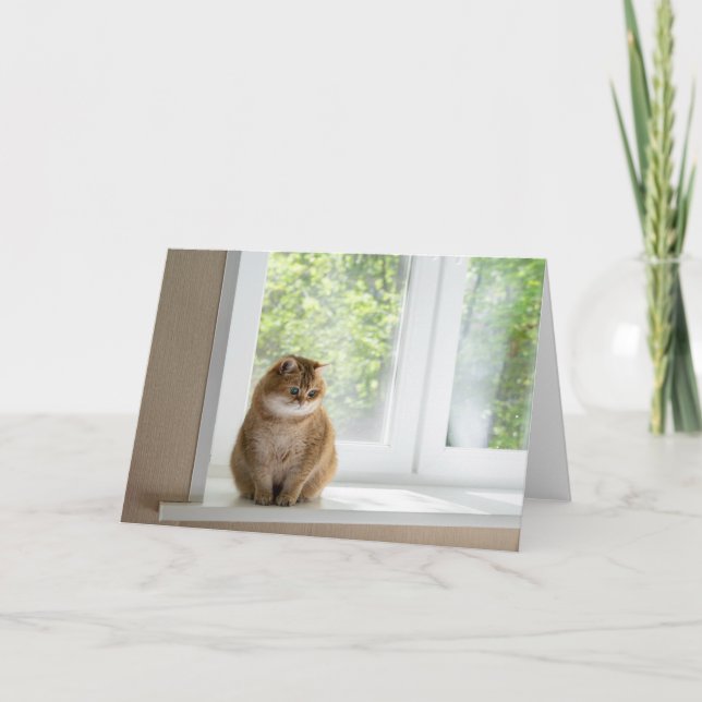 Hosico by the window card (Front)