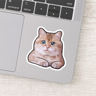 Hosico Cat