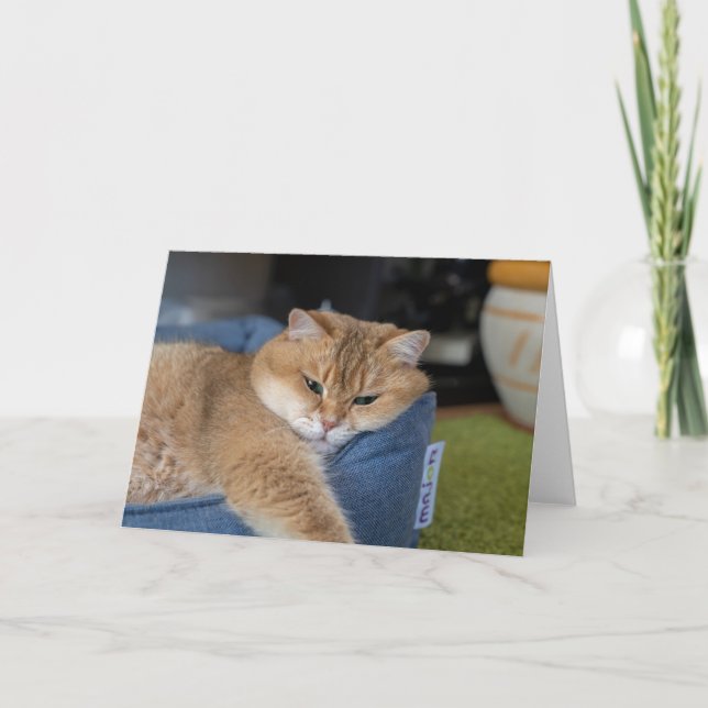Hosico is resting card (Front)