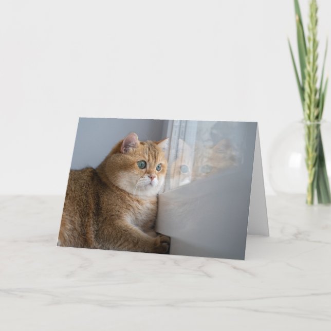 Hosico looks out the window card (Front)
