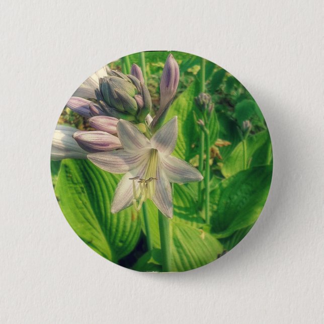 Hosta 6 Cm Round Badge (Front)