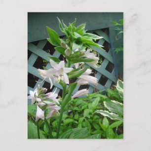 Hosta Florets postcard